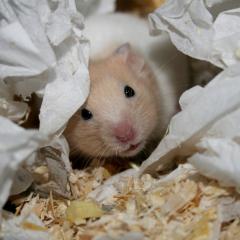Handzahme Hamsterkinder aus BIO-Zucht