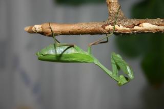 Gottesanbeterinnen Phyllocrania, .