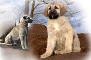 Wunderschöne Sivas Kangal Welpen - Der Wächter Freund für Familie Tiere