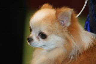Das Fell vom Hund stinkt Eine gute Fellpflege reduziert Hundegeruch erheblich