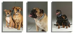 Hundehalsband Exklusiv aus der Manufaktur