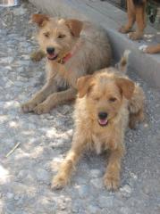 Milka das Griffon Mixmädchen ist genauso hübsch wie seine Mama