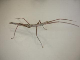 Stabheuschrecken Baculum extradentatum