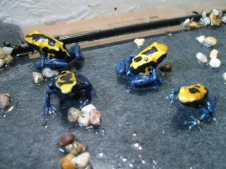 Dendrobate Tinctorius