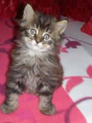 4 süße Maine Coon Babies zu verkaufen