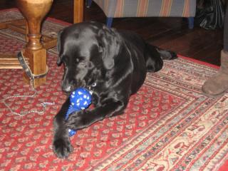 Labrador Oskar 4 sucht neues zu Hause