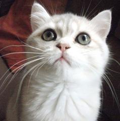 Schmusebärchen Exotic Shorthair Kater 14 Wo blue golden Chinchilla ab sofort zu