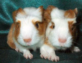 Junge Rassemeerschweinchen aus liebevoller Hobbyzucht