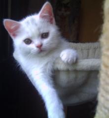 Britisch-Kurzhaar-Katerchen weiss