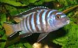 Pseudotropheus Elongatus/Barsche