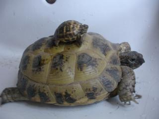 Hübsche Vierzehenschildkröten Nachzuchten abzugeben