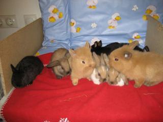 Zwergkaninchen Babys