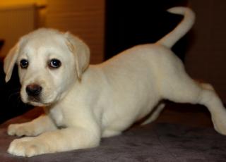Noch 4 wunderschöne reinrassige Labradorwelpen.