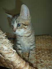 Katerchen Milo sucht eine Familie