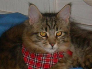 Deckkater gesucht