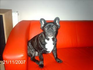 Französischebulldogge-spitz mischling