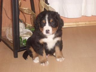 Berner Sennen Welpen suchen neues liebevolles zu Hause