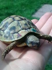 Suche 1-2 kleine griech. Landschildkröten.