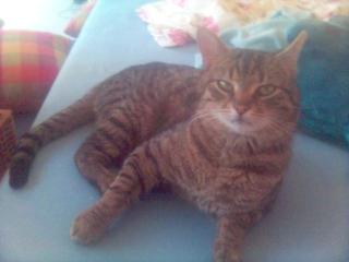 50 Euro Belohnung SOS KATER VERMISST