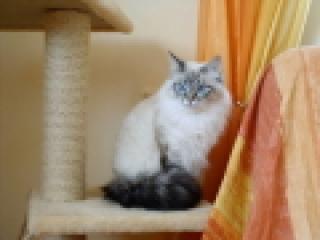 Arctic Shadows sib. Katzen Neva Masquarade Hobbyzucht