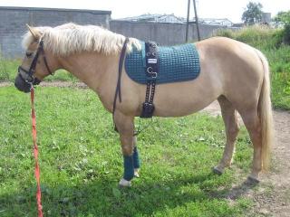 Biete RB an Haflinger in 47918