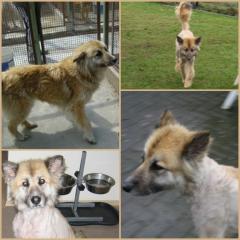 Miley, super liebe Colliemischlings-Dame sucht ein Zuhause
