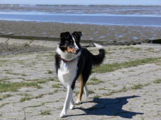 Australien-Shepard/Bordercollie Mix