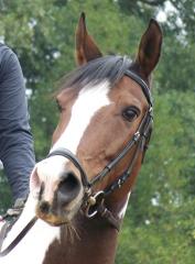 RB auf einem 12jährigen Araber-Trakehnerschecken in Potsdam