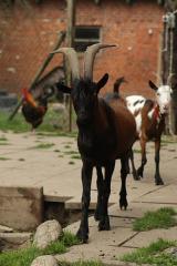 Wunderschöner Pinzgauer Bock abzugeben