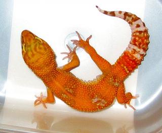 Wunderschöne Leopardgeckos Abzugeben Versand möglich