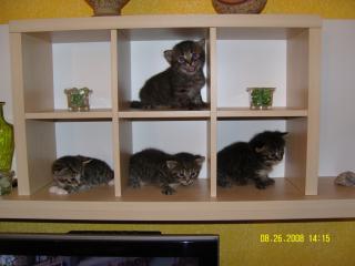 3 süse BKH EKH mix Kitten suchen neues Zuhause