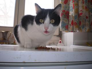 Verschmuster junger Kater