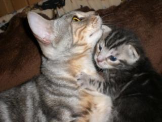 Bengal Babys