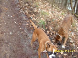 Suche Boxer Deckrüde Mit oder auch oh. Papiere