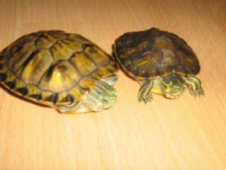 2 Wasserschildkröten Aquarium mit Zubehör