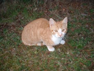 Kater in Chemnitz vermisst