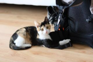 2 Katzen zu vergeben