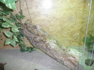 Bartagame w Terrarium 2 x 0, 8m