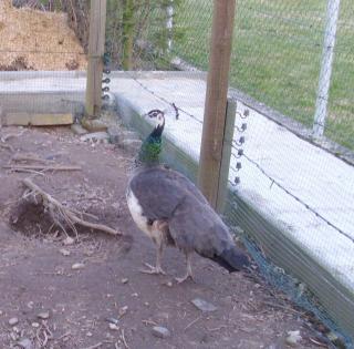 Pfau 0, 1 abzugeben