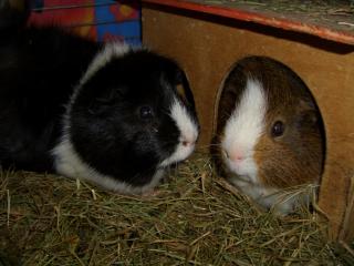 Meerschweinchen zu verschenken
