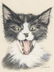 Geschenkgutscheine für Tierportraits