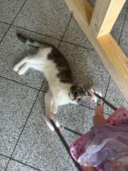 Ragdoll mix Kitte