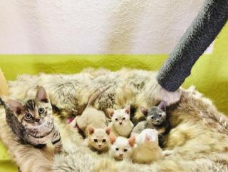 German Rex Kitten kaum haarend