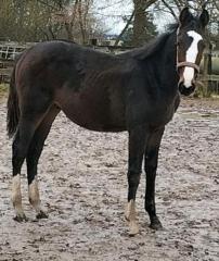 Jährling Hengst in bunter Jacke