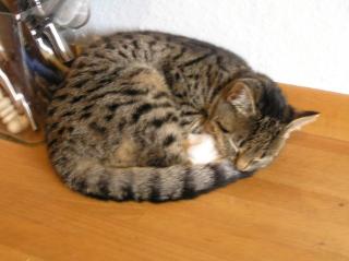 Zwei super liebe draussen Katzen in liebevolle Hände abzugeben