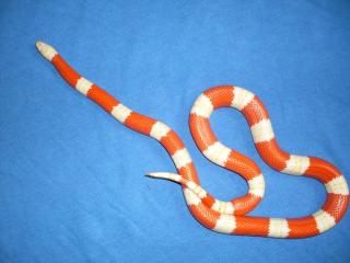 1, 1 Lampropeltis nelsoni albino