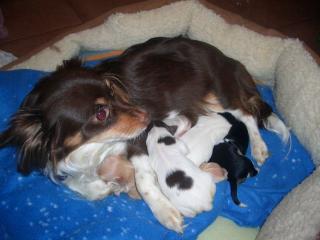Chihuahua Babys
