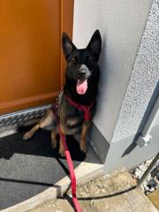 Malinois Hündin / 8 Monate
