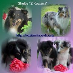 Sheltie Welpen