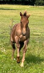 Quarter Horse Hengstfohlen